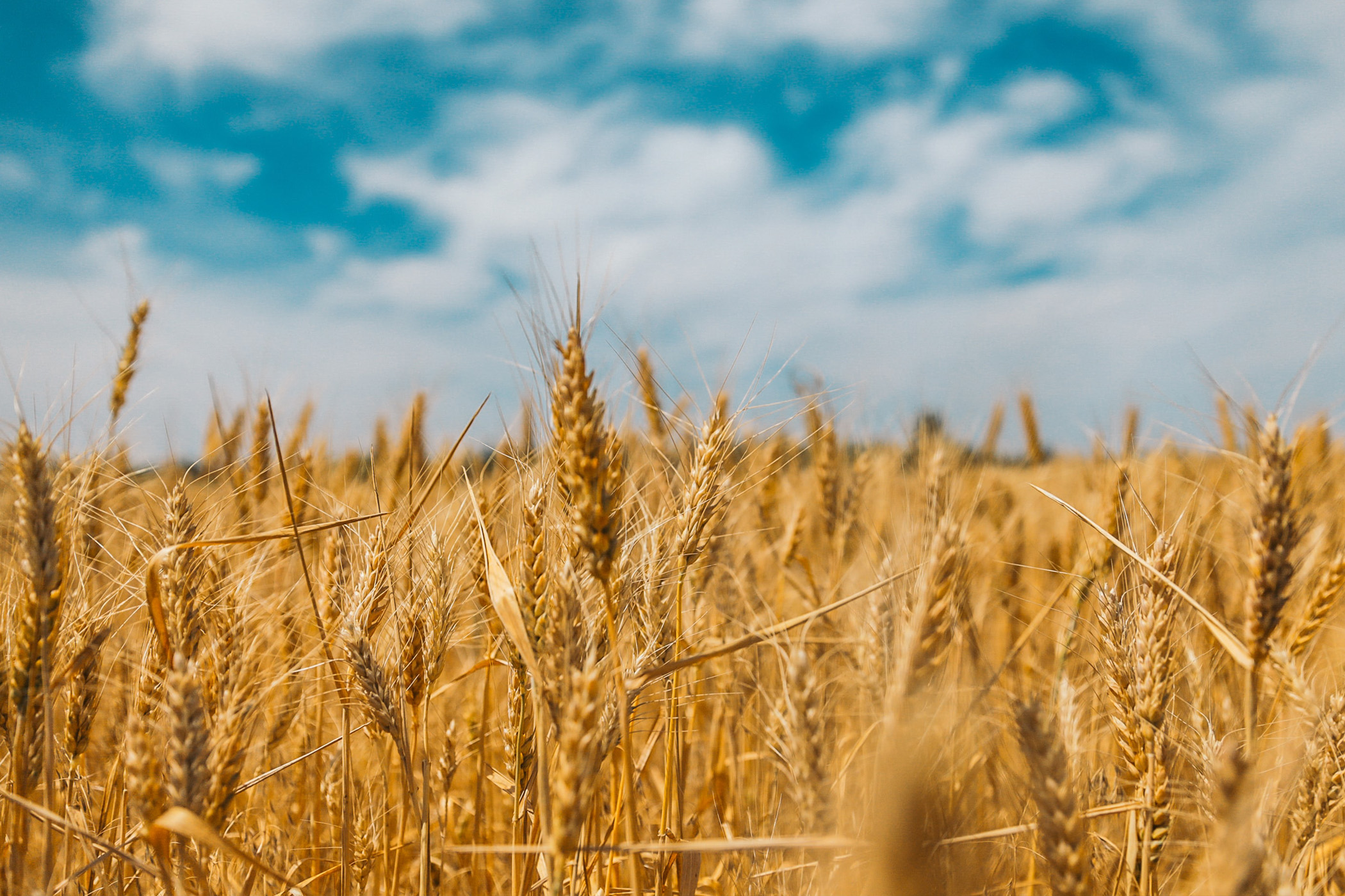 Features of national agriculture: wheat